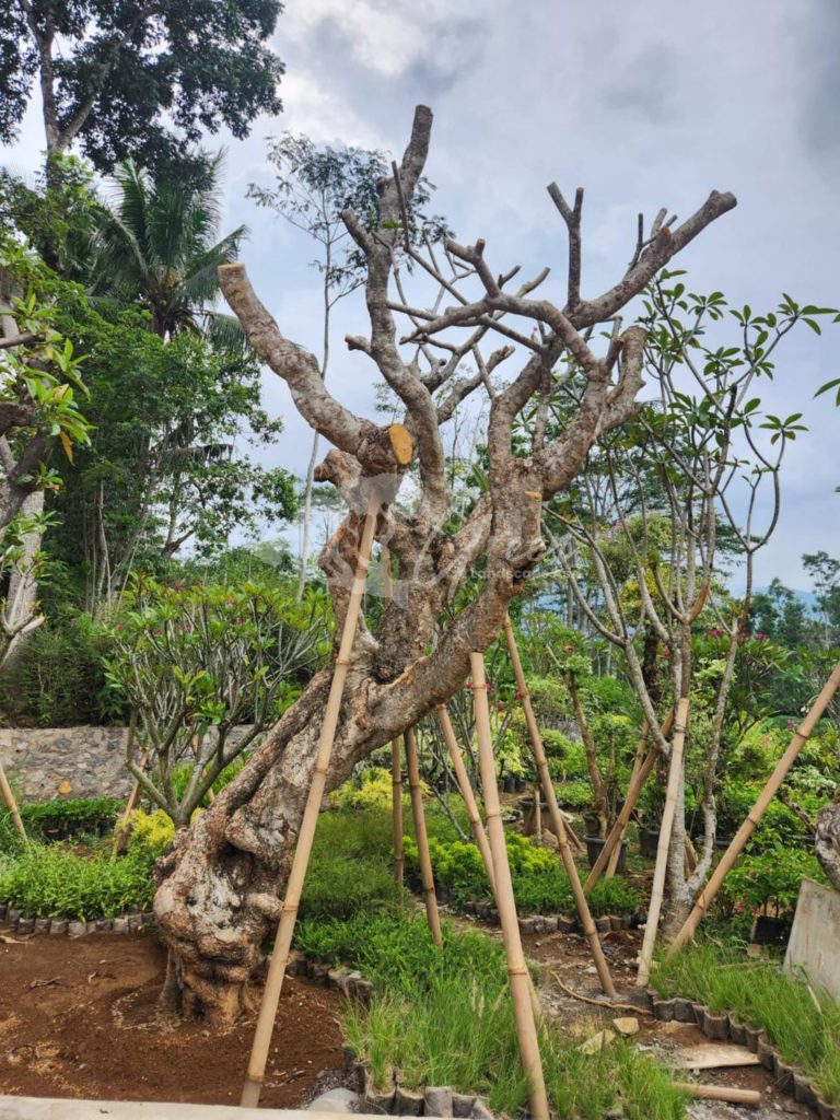 Jual Kamboja Fosil