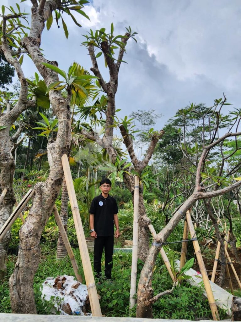 Jual Kamboja Fosil
