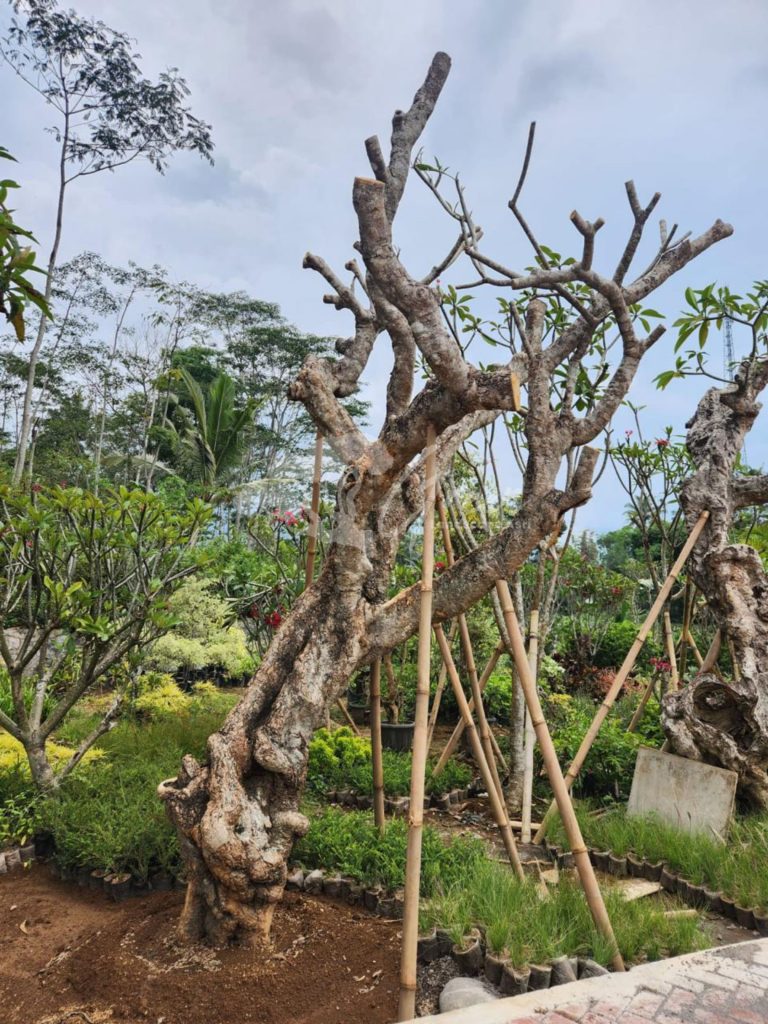 Jual Kamboja Fosil