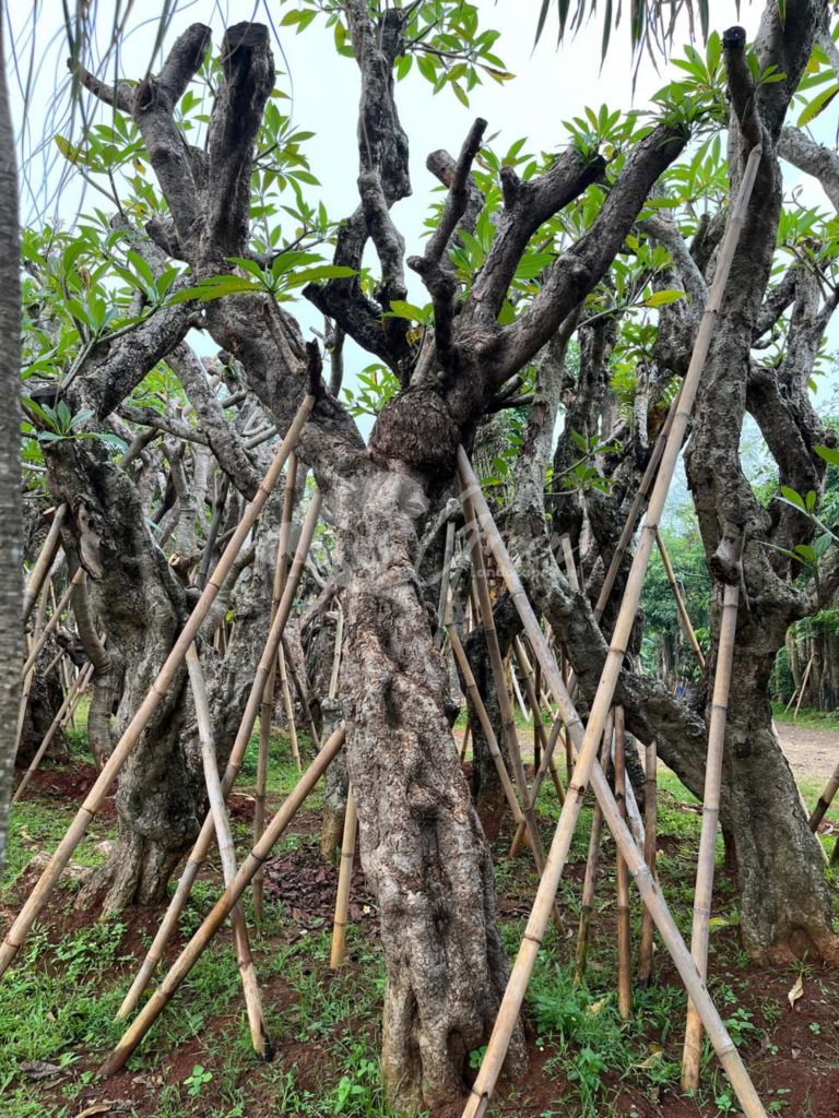 Jual Kamboja Fosil
