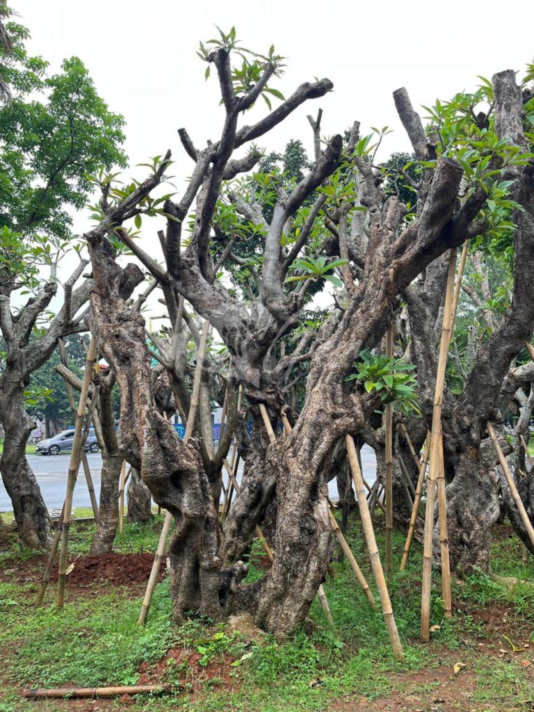Jual Kamboja Fosil