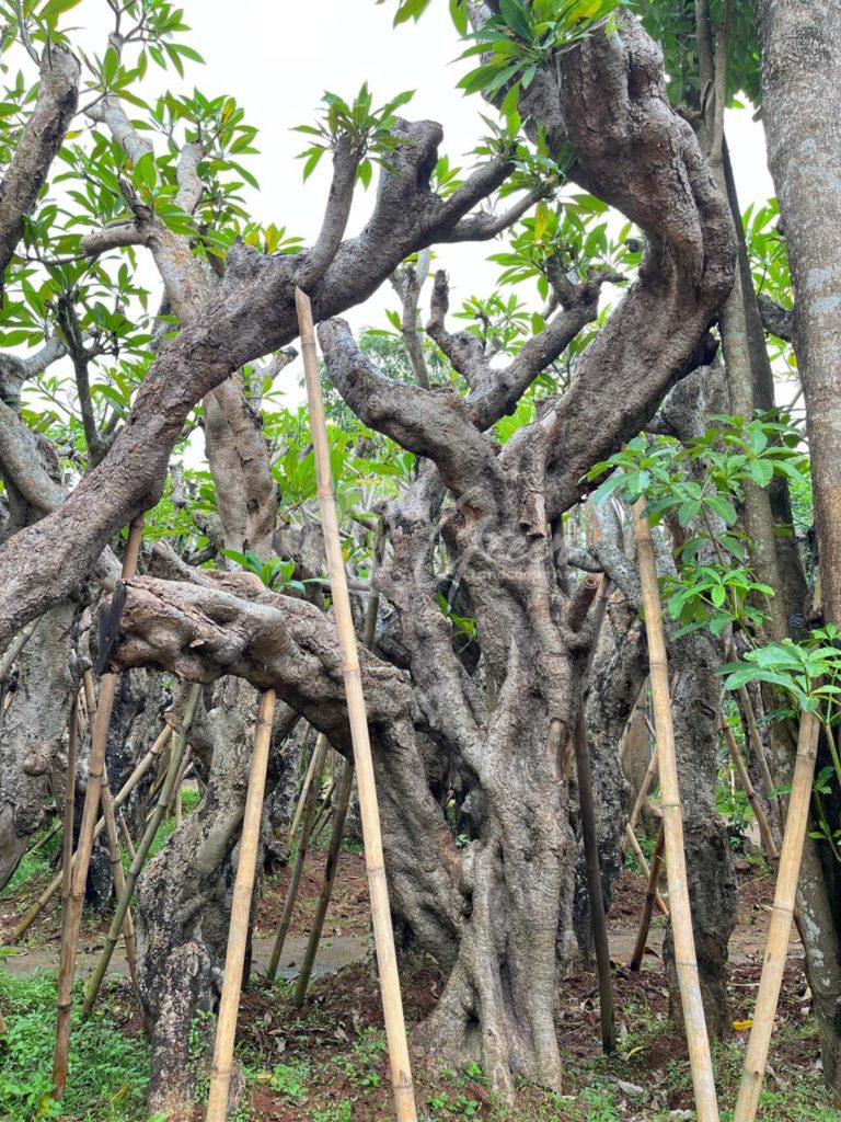 Jual Kamboja Fosil