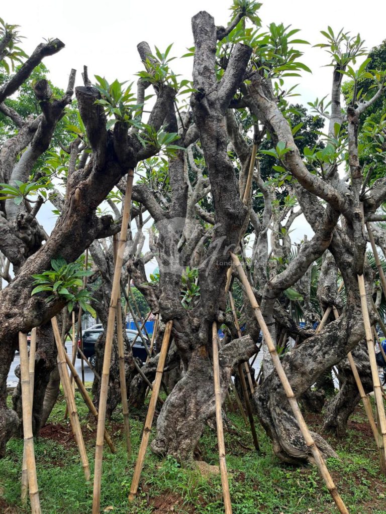Jual Kamboja Fosil