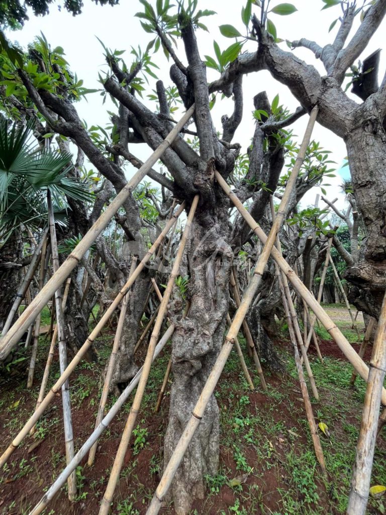 Jual Kamboja Fosil