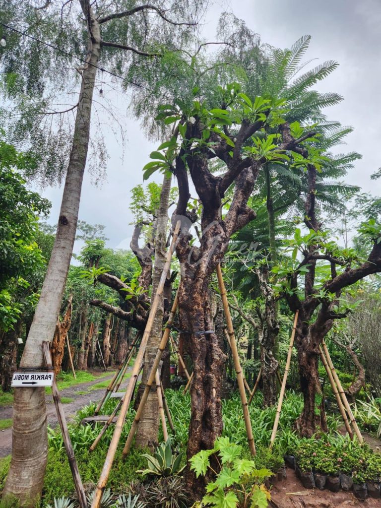 Jual Kamboja Fosil