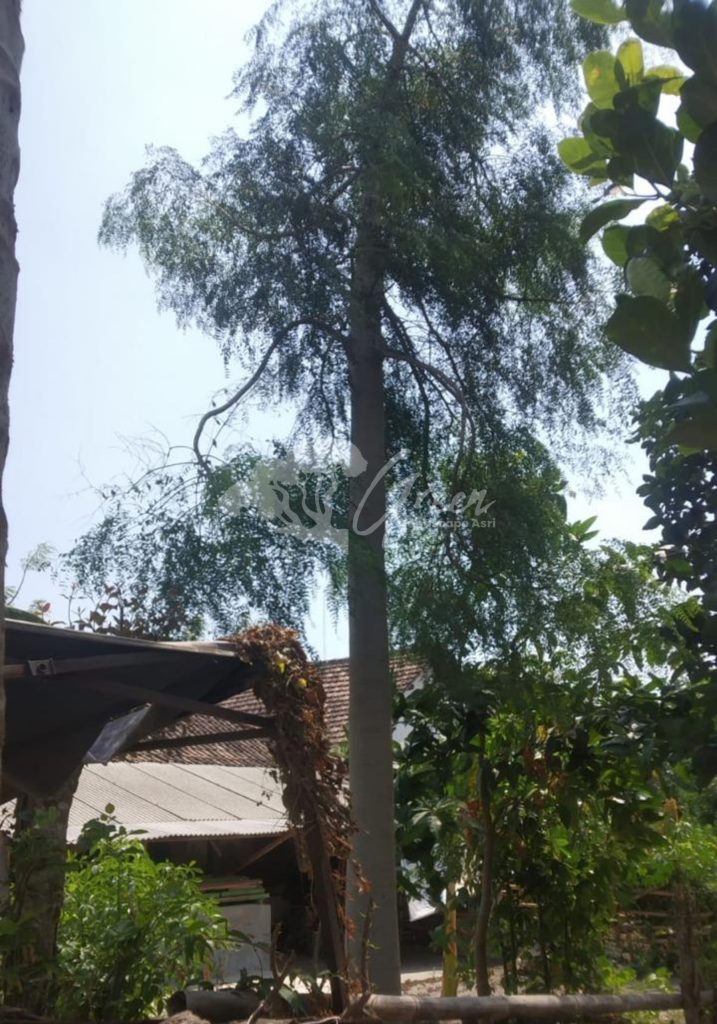 Jual Kelor Afrika