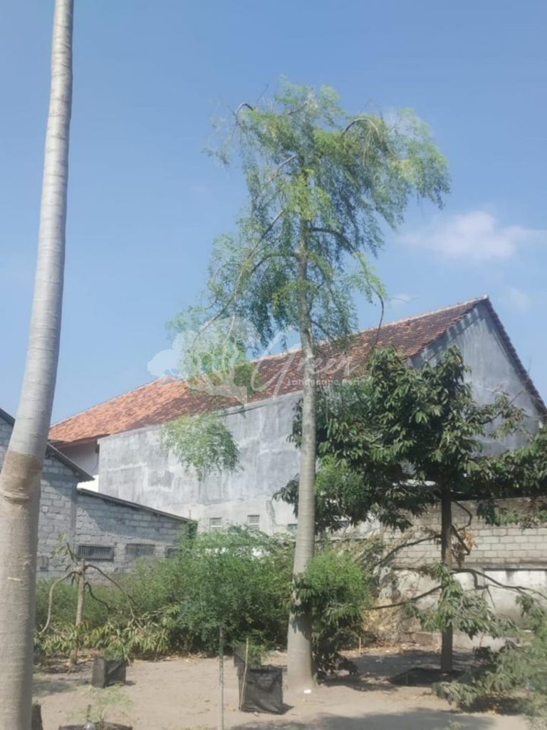 Jual Kelor Afrika