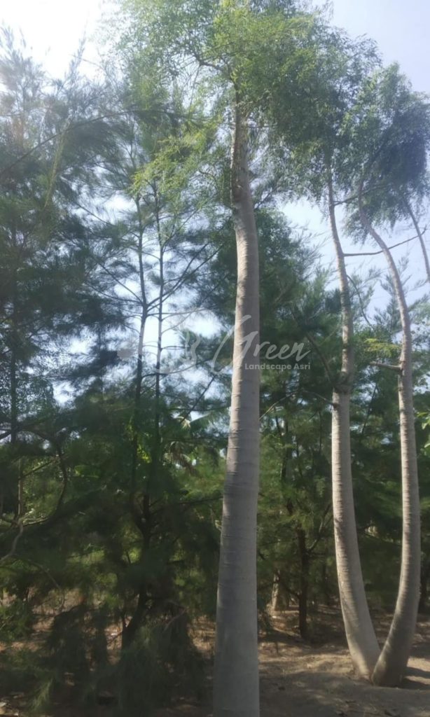 Jual Kelor Afrika