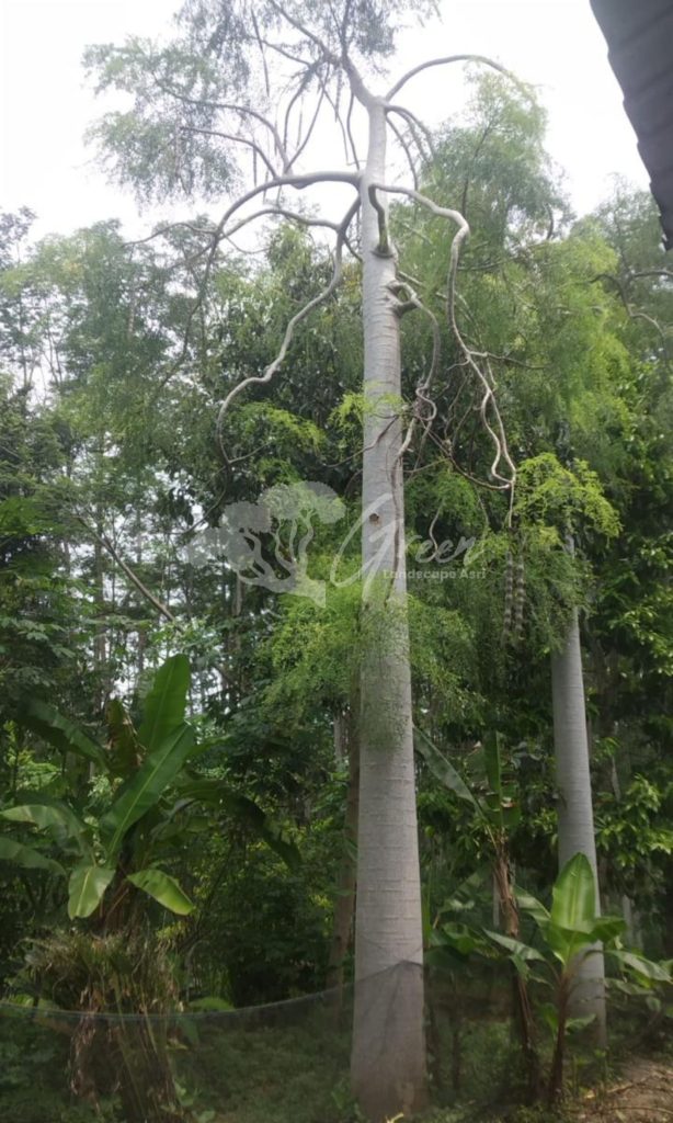 Jual Kelor Afrika