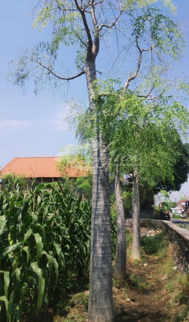 Jual Kelor Afrika