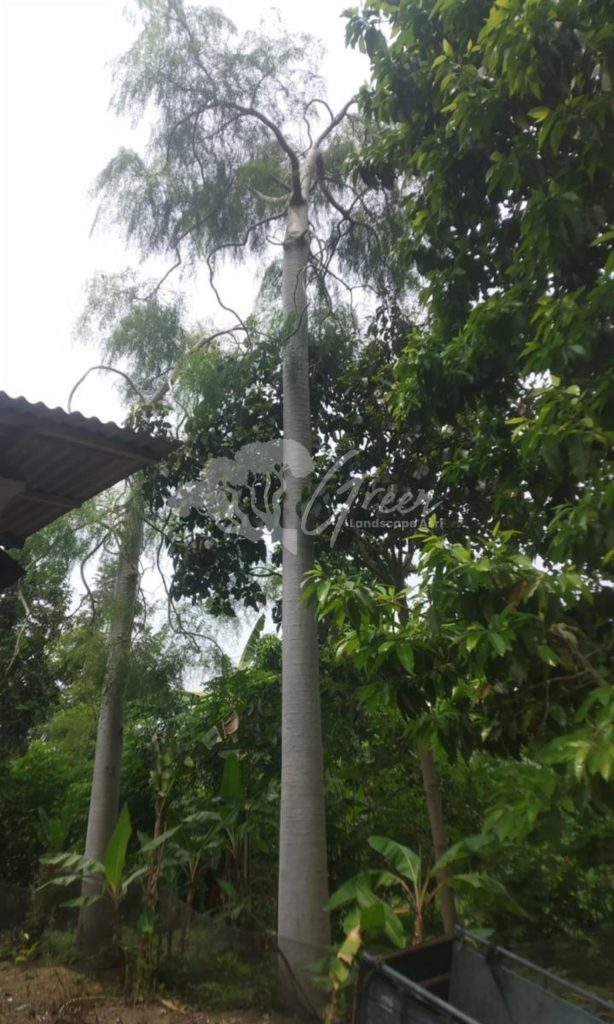 Jual Kelor Afrika