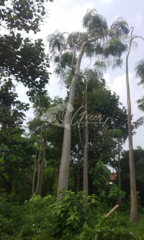 Jual Kelor Afrika