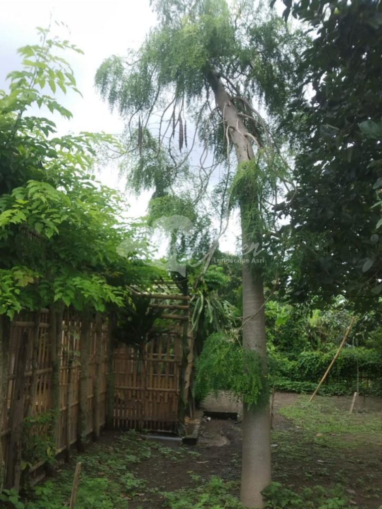 Jual Kelor Afrika