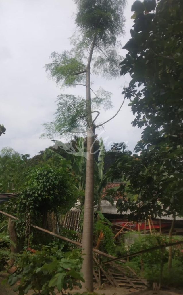 Jual Kelor Afrika