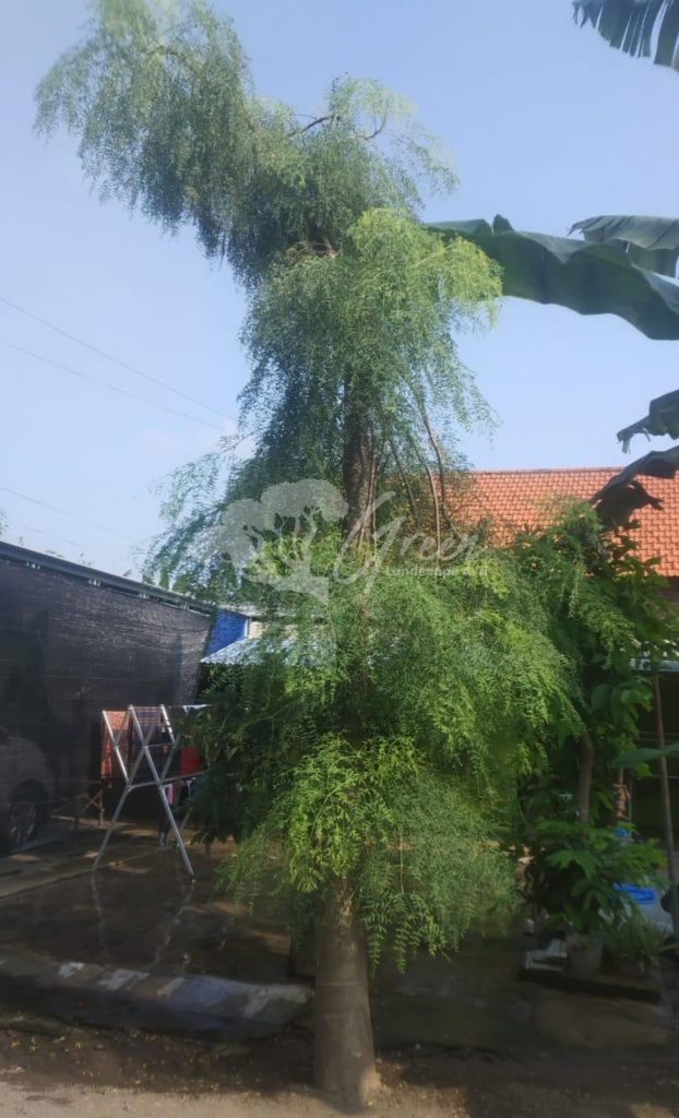 Jual Kelor Afrika