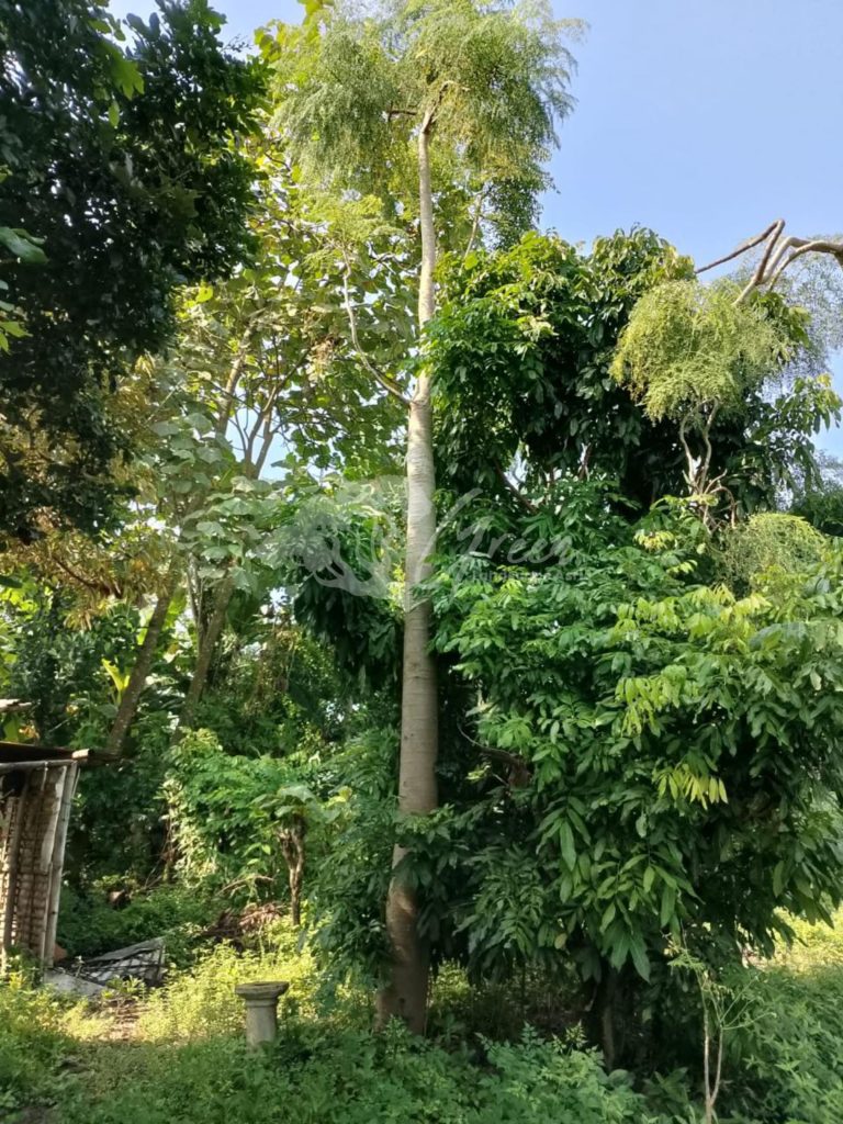 Jual Kelor Afrika