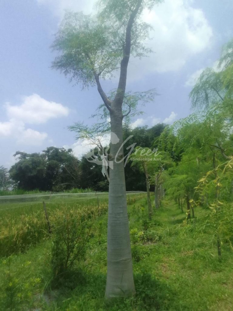 Jual Kelor Afrika