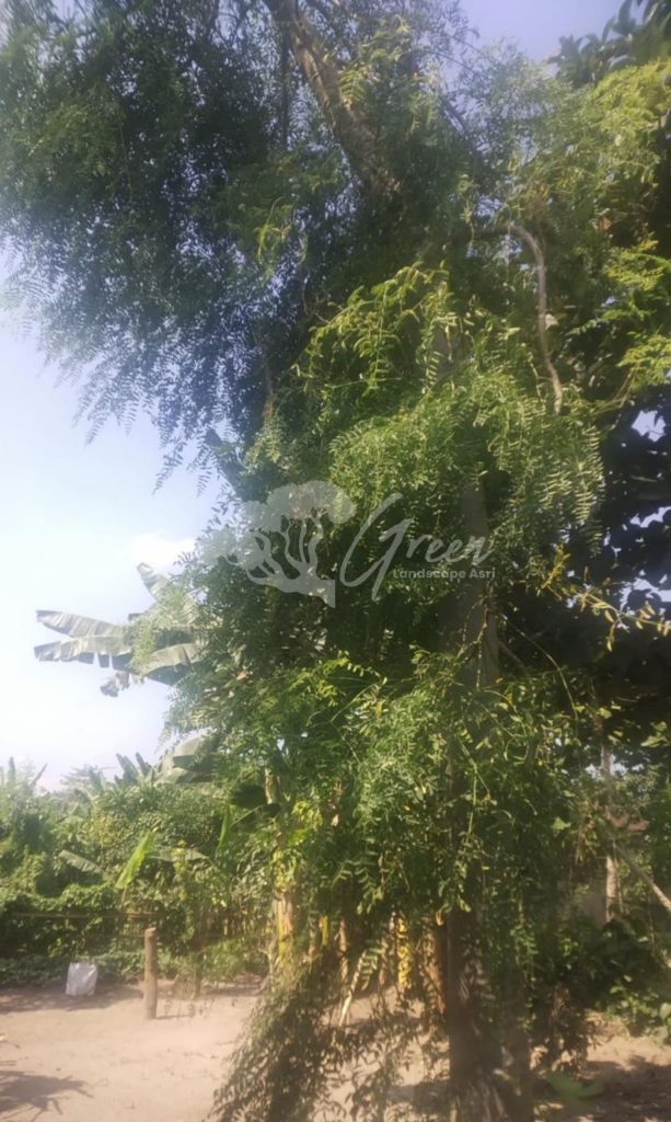 Jual Kelor Afrika