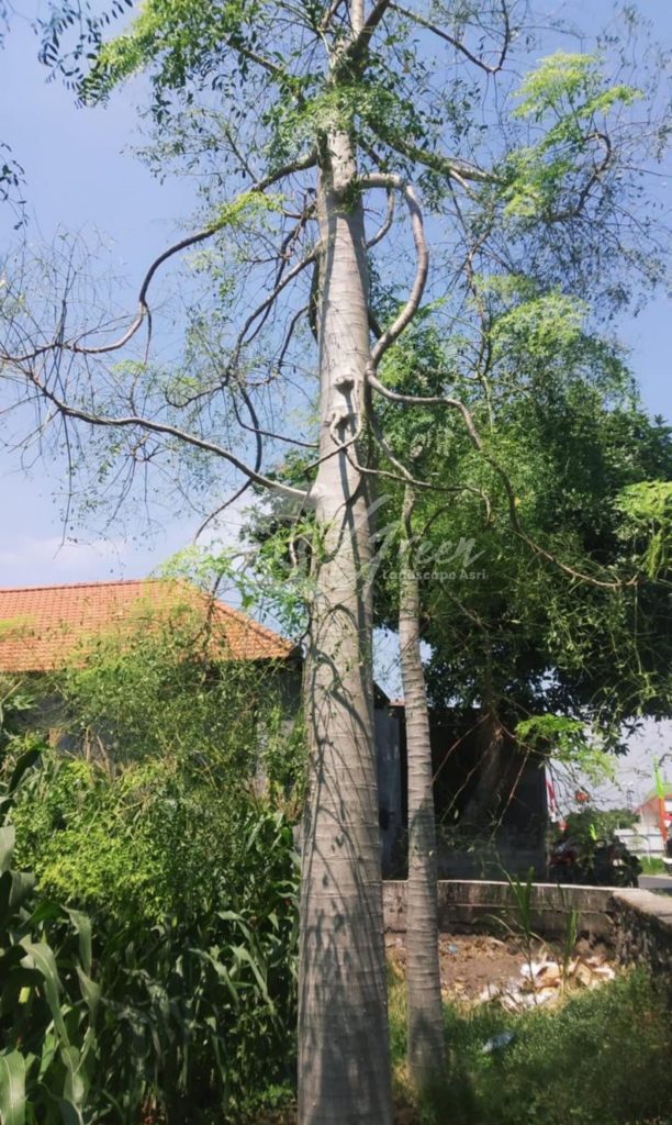 Jual Kelor Afrika