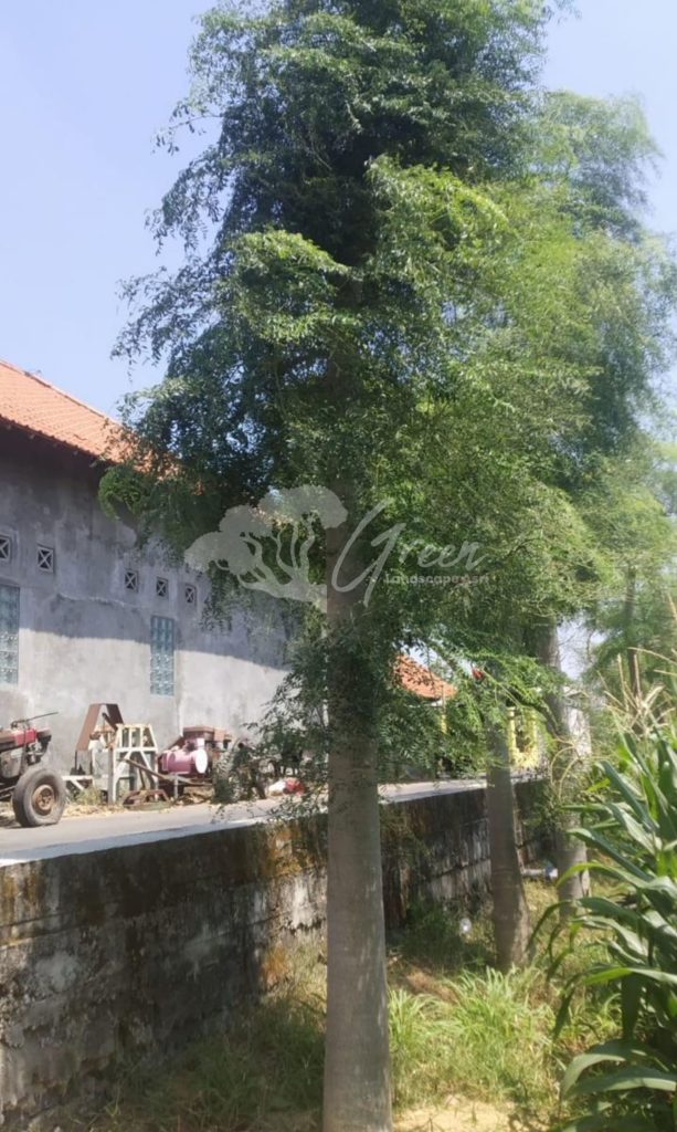 Jual Kelor Afrika
