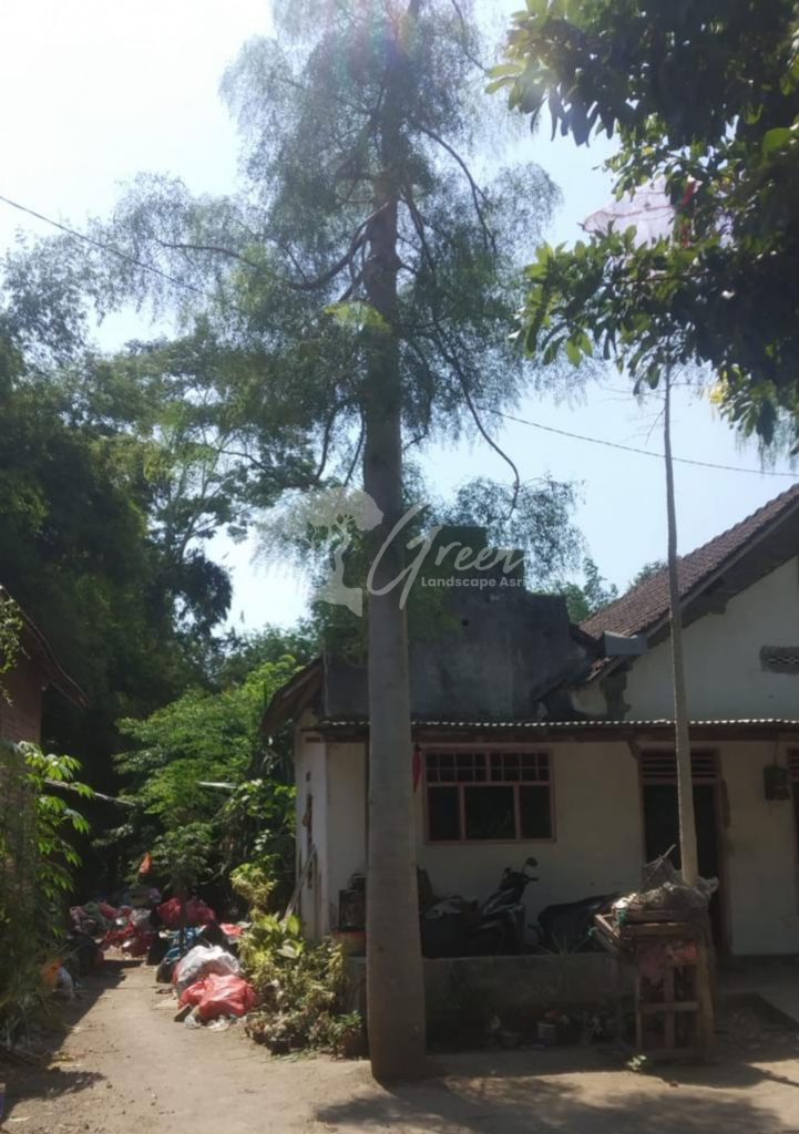 Jual Kelor Afrika