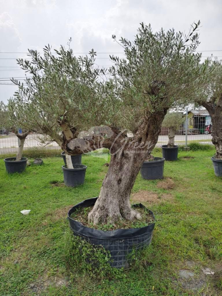 Jual Olive Tree Zaitun