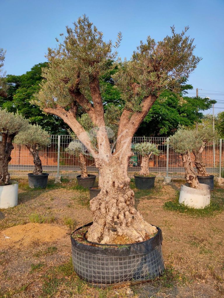 Jual Olive Tree Zaitun