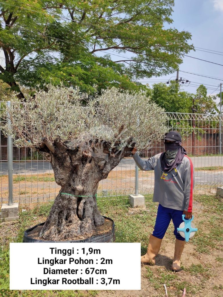 Jual Olive Tree Zaitun