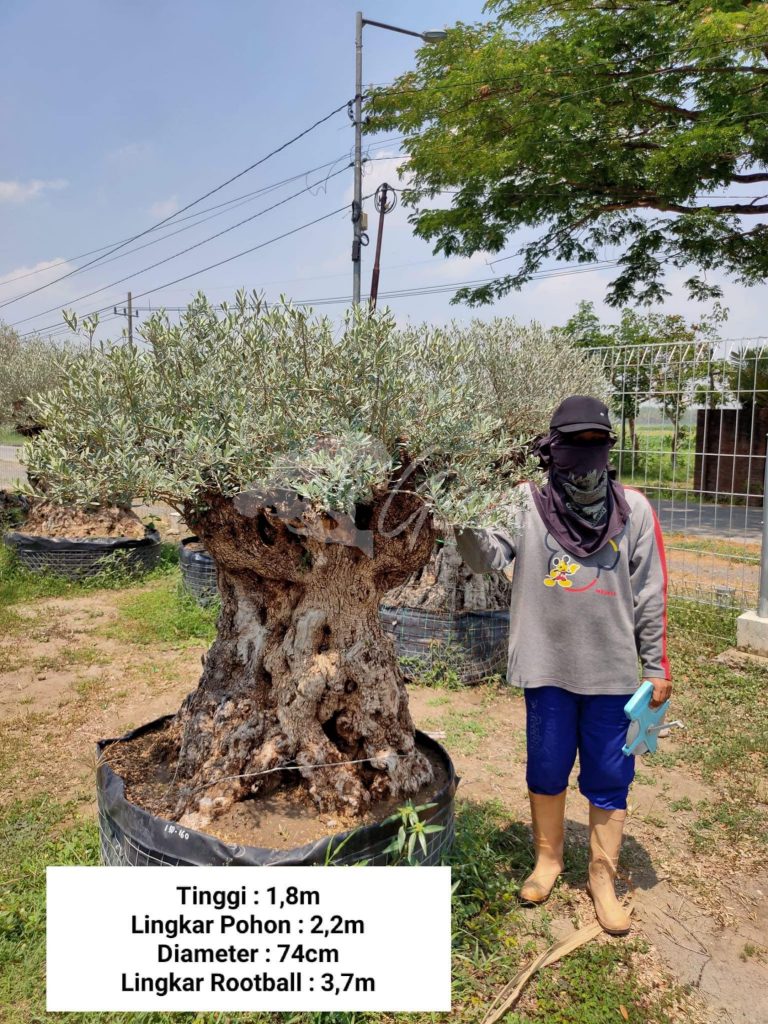 Jual Olive Tree Zaitun