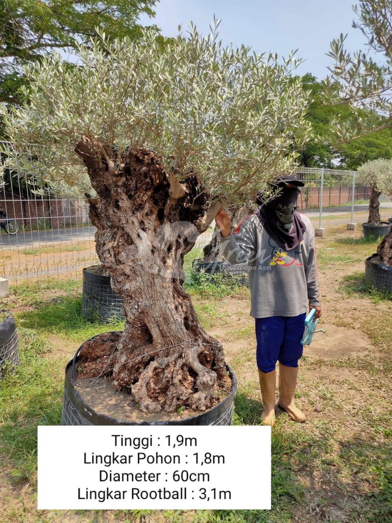 Jual Olive Tree Zaitun