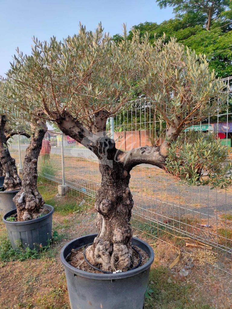 Jual Olive Tree Zaitun