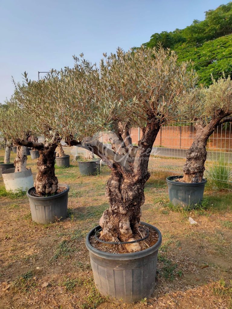 Jual Olive Tree Zaitun
