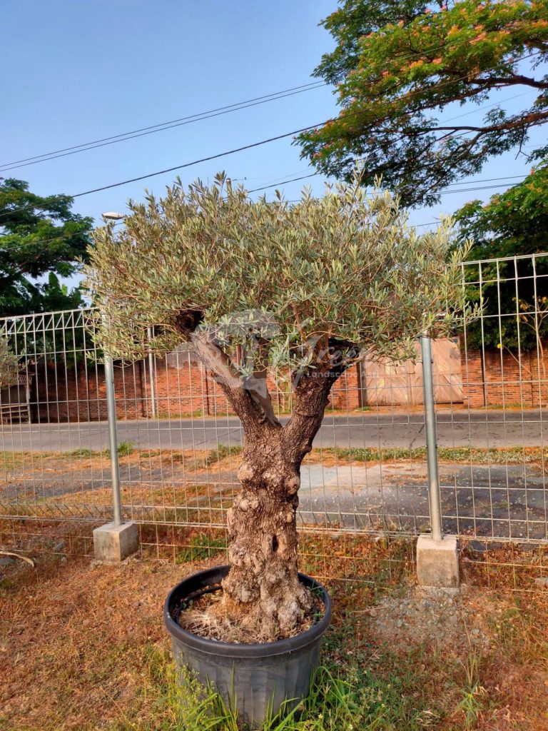 Jual Olive Tree Zaitun