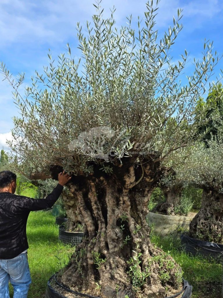 Jual Olive Tree Zaitun