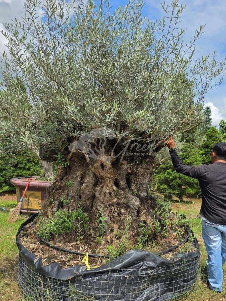 Jual Olive Tree Zaitun