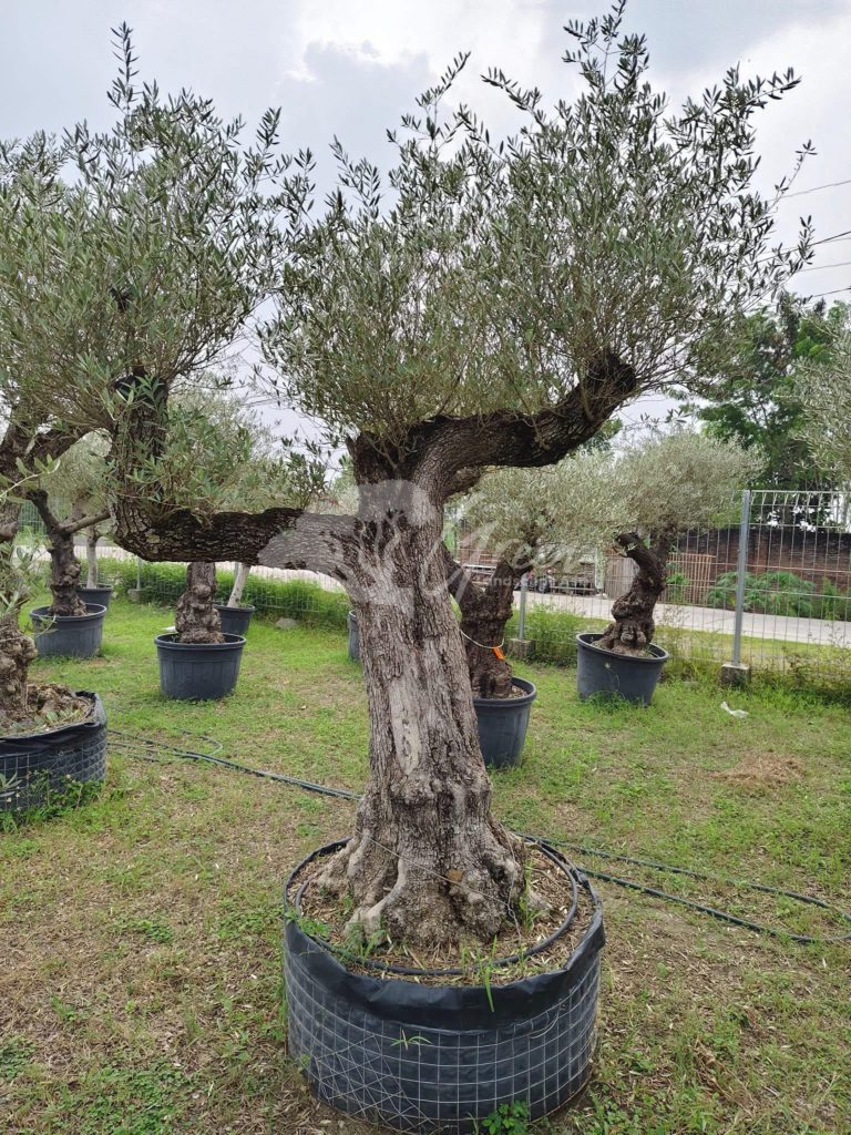 Jual Olive Tree Zaitun