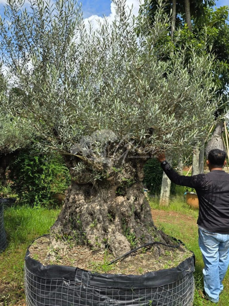 Jual Olive Tree Zaitun