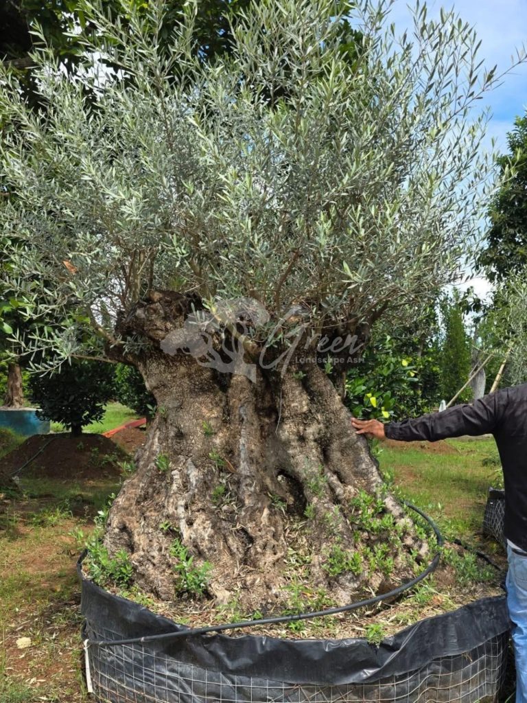 Jual Olive Tree Zaitun