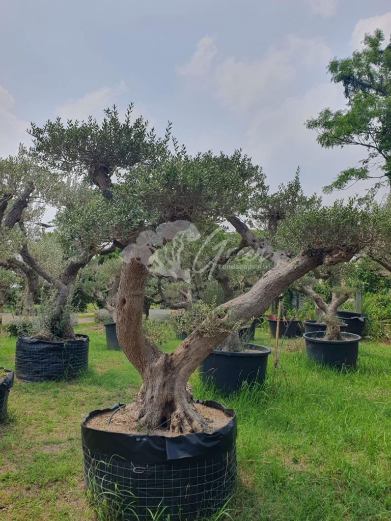 Jual Olive Tree Zaitun
