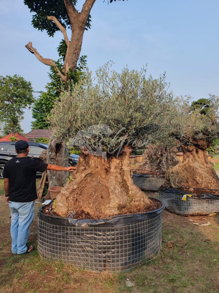 Jual Olive Tree Zaitun