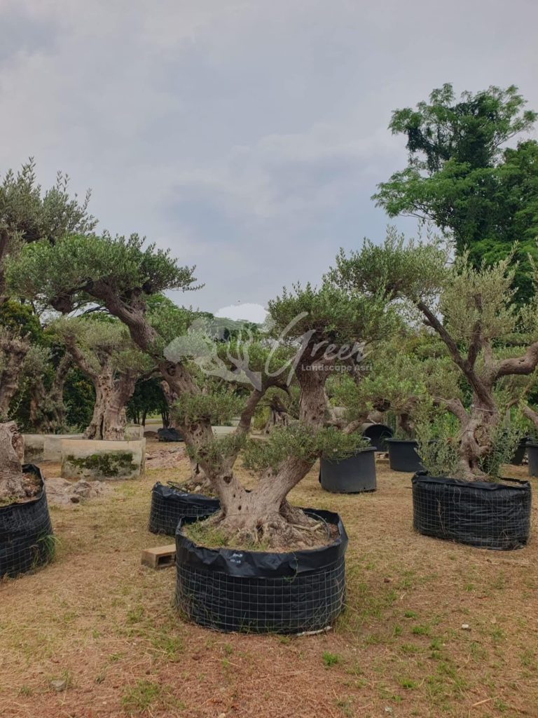 Jual Olive Tree Zaitun