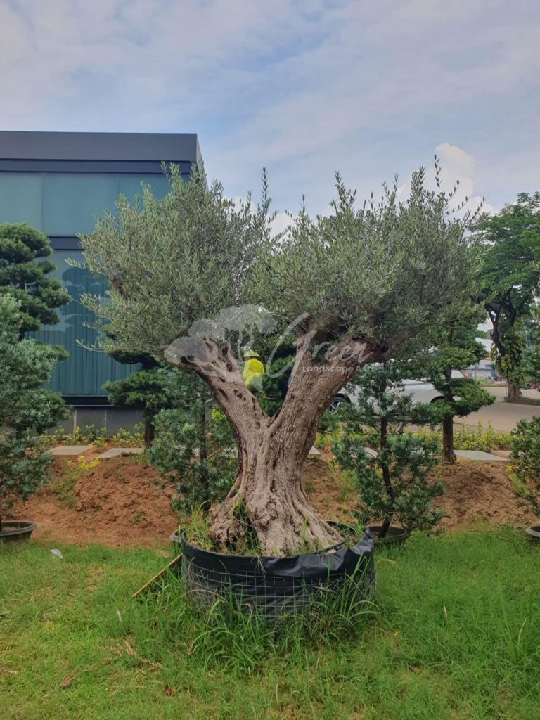 Jual Olive Tree Zaitun