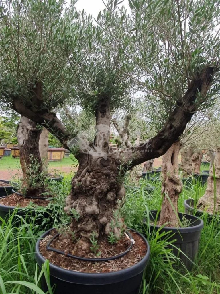 Jual Olive Tree Zaitun