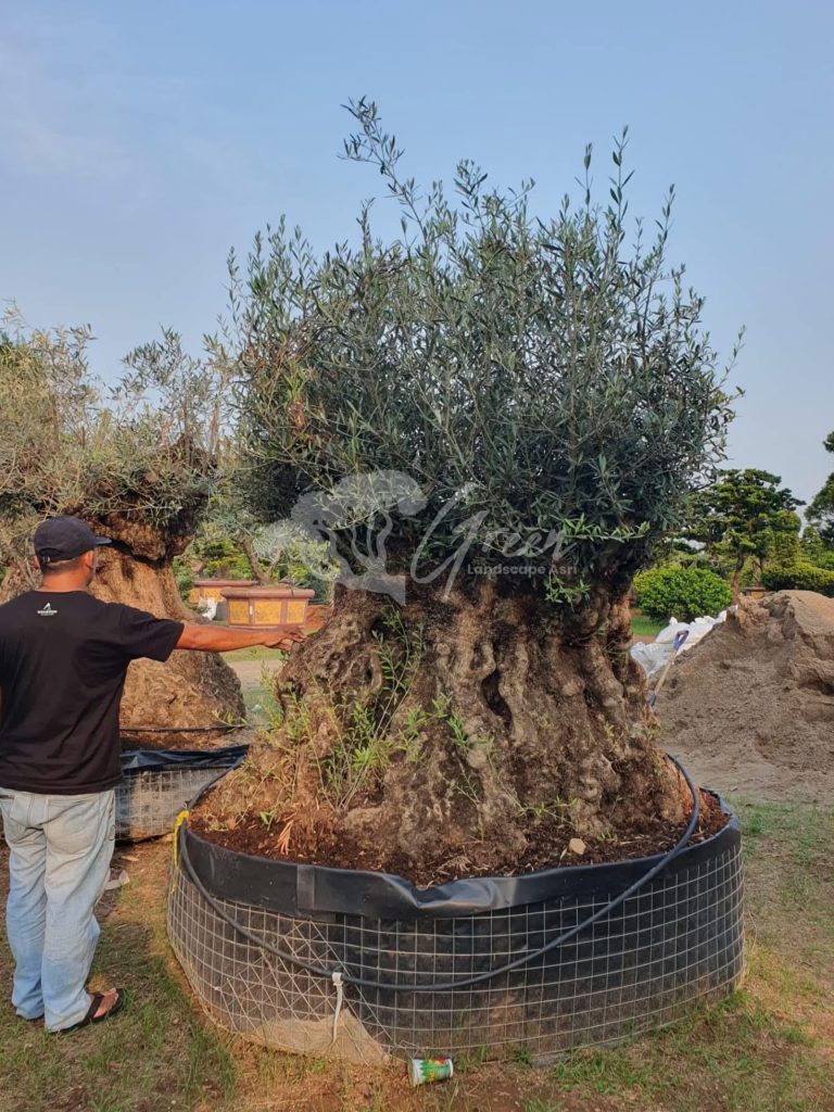 Jual Olive Tree Zaitun