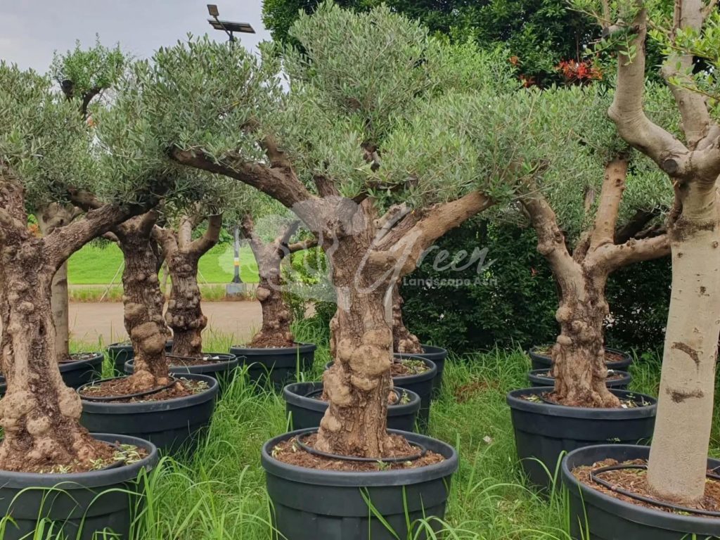 Jual Olive Tree Zaitun