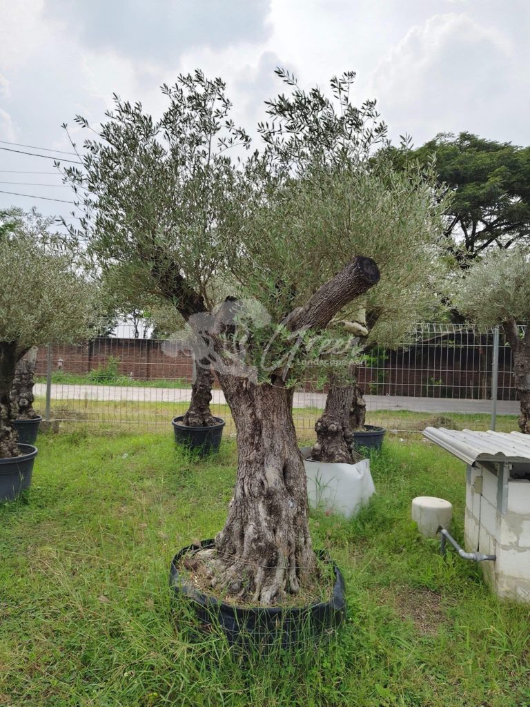 Jual Olive Tree Zaitun