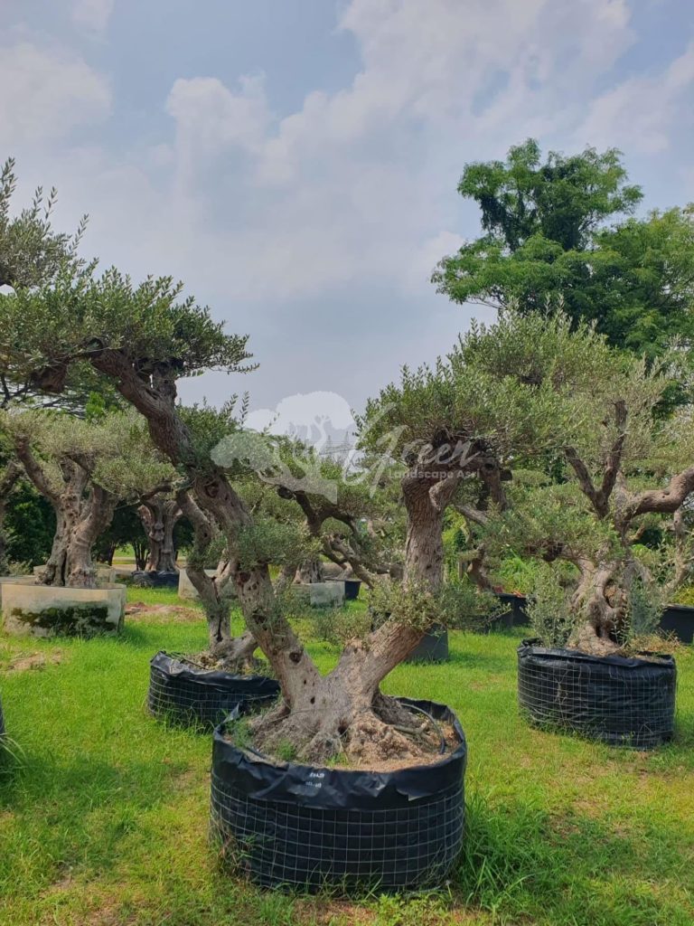 Jual Olive Tree Zaitun