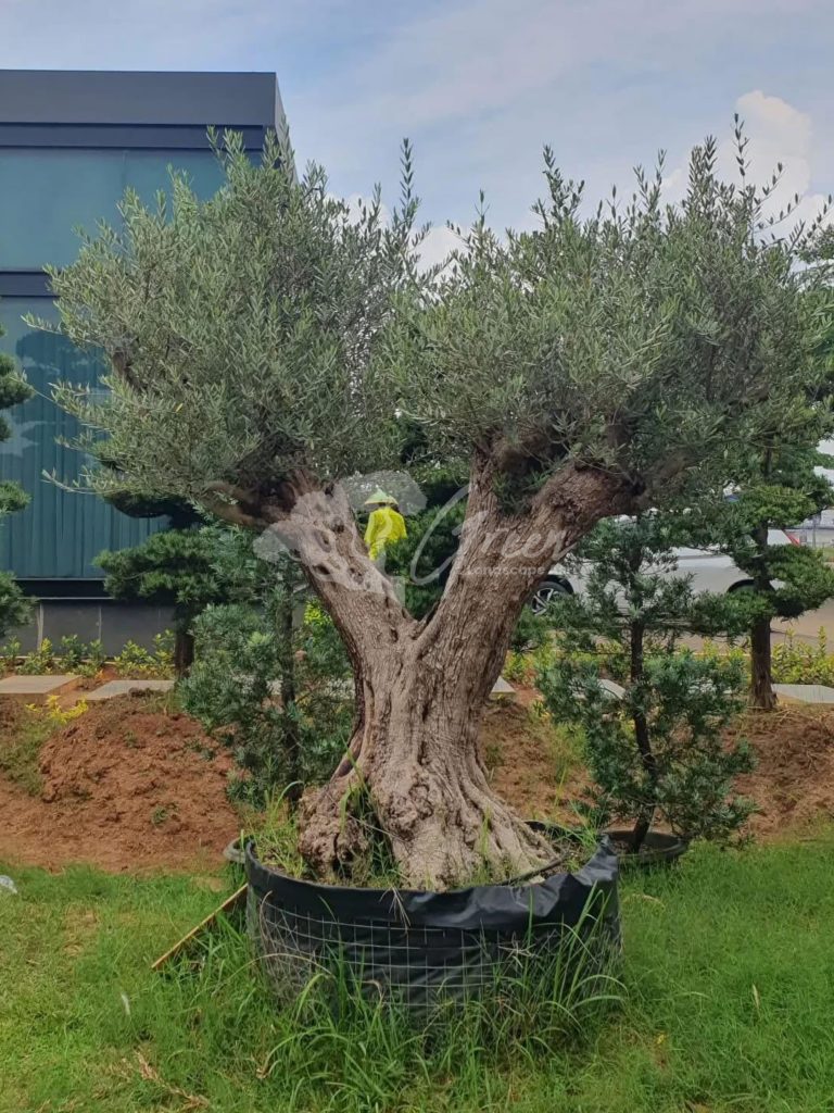 Jual Olive Tree Zaitun