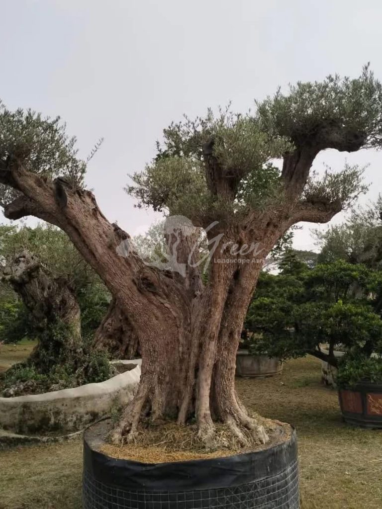 Jual Olive Tree Zaitun