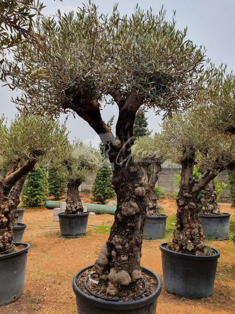 Jual Olive Tree Zaitun